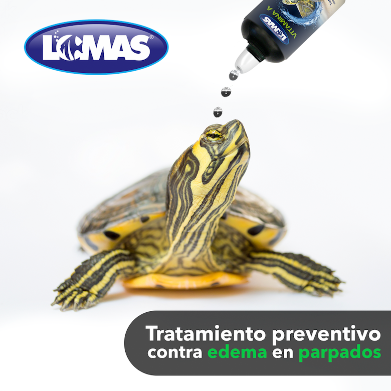 Vitamina A para tortugas