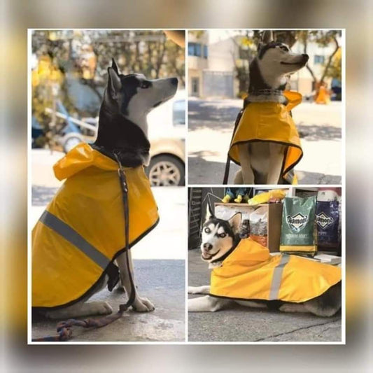 Impermeables para perro