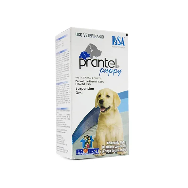 Prantel puppy